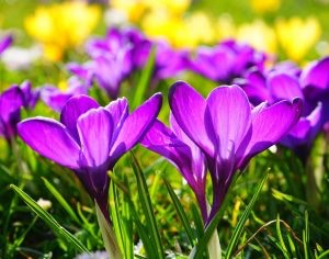 Your HOAs Spring Landscaping Guide