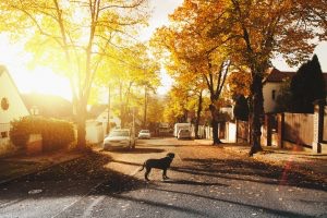 5 Ways Pet-Friendly Properties Can Attract and Keep More Members