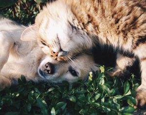 Pet Safety in an HOA Community